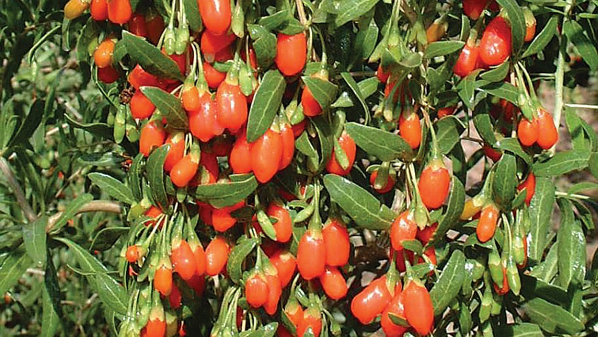 Goji Berries (Photo Credit, Wikimedia Commons)