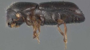 Redbay Ambrosia beetle