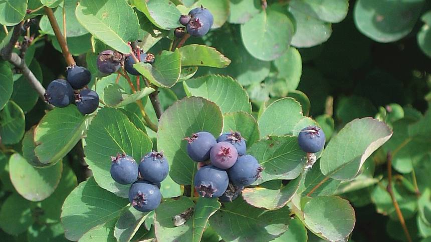 Saskatoon Berries (Photo credit: Wikimedia Commons)