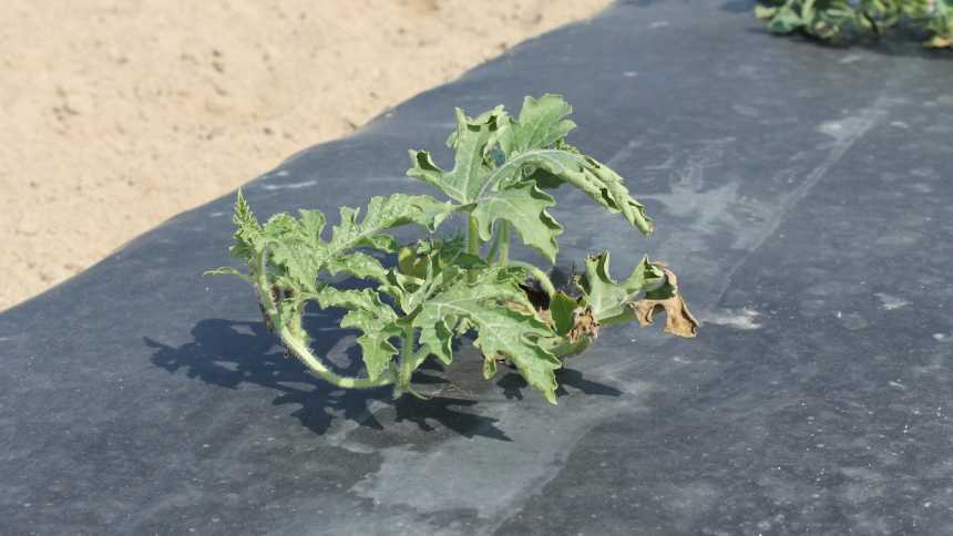 This watermelon seedling is showing Fusarium wilt symptoms. The first symptom that appears on infected plants is wilt in a single leaf or a single vine. Photo credit: Kathryne Everts