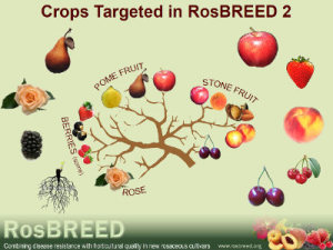 RosBREED2