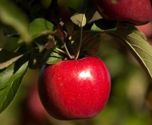 RubyFrost apple