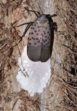 A female spotted lanternfly laying an egg mass. Newly laid egg masses are somewhat shiny — covered in a waxy coating. (Photo credit: Greg Hoover, Penn State University)