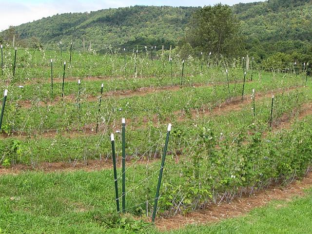 A well-trellised young black raspberry field showing many young canes from planted crowns. (Photo credit: Charlie O'Dell)