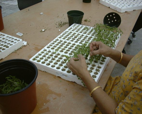 Chieri Kubota of the University of Arizona says to successfully graft plants, design and build the correct healing system. Photo credit: Chieri Kubota