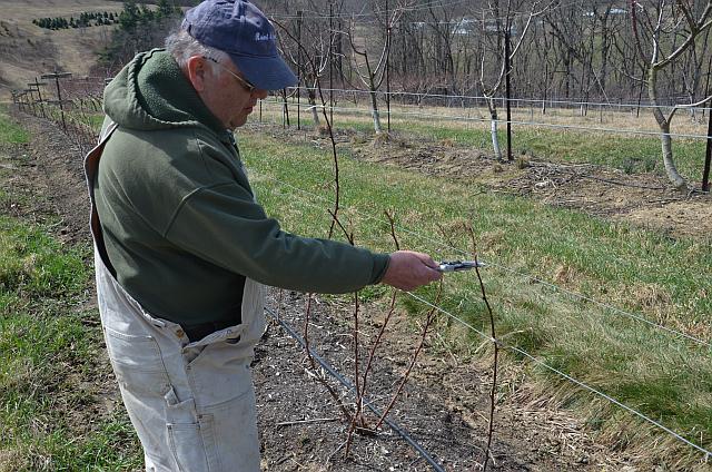 Richard Funt  prunes off the tips of the canes that produced berries during the fall of the previous year.  Funt owns Carobeth Berry Farm in Coshocton County, OH.  (Photo credit: Gary Gao)
