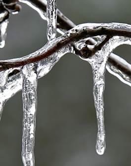 An up-close view of icicles on a branch. (Photo credit: Wes Asai)