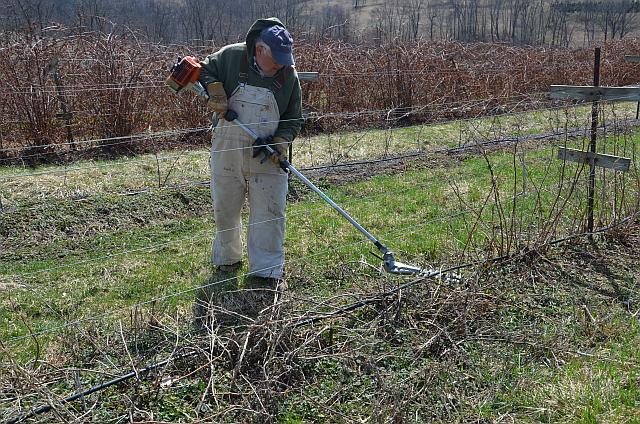Richard Funt uses a hedge trimmer to improve the efficiency of his pruning work. (Photo credit: Gary Gao)