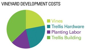 vineyard development costs