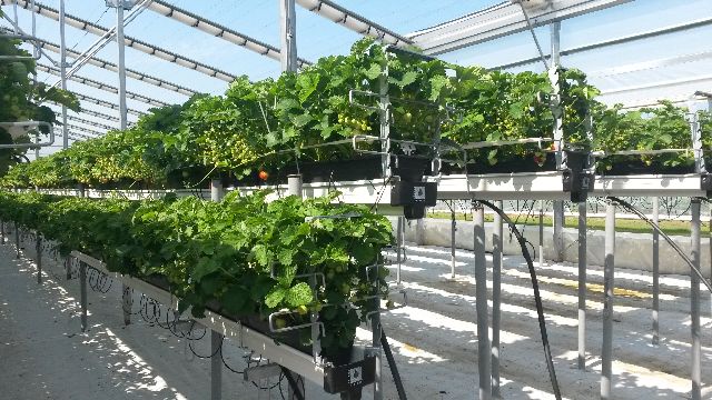 Greenhouse Strawberries
