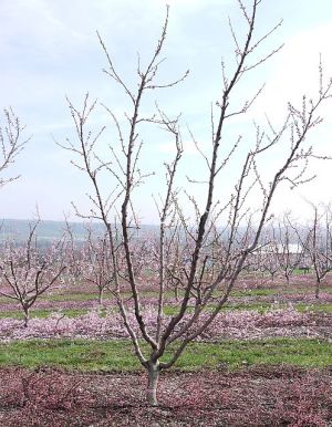 Peach Training Systems Aren’t One-Size-Fits-All - Growing Produce