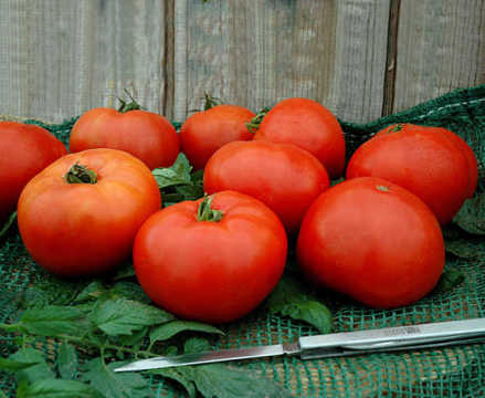 10 Tomato Varieties You Need To Know - Growing Produce