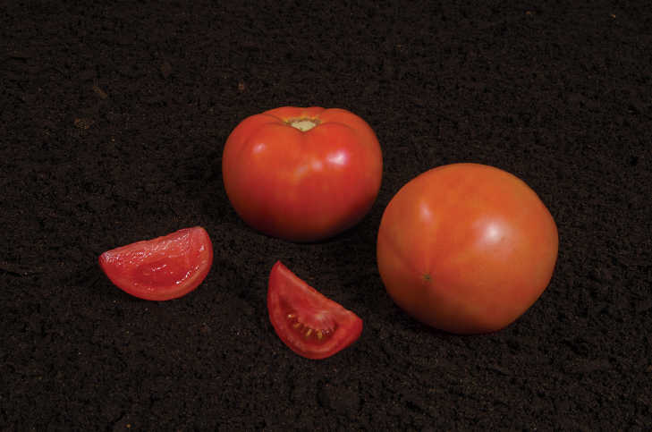 Syngenta produce at Naples, Florida production facility. Tomato Summer Pick