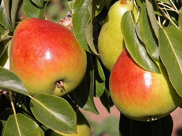 Gem, a new fire blight-resistant pear with a sweet flavor and crisp texture, has been jointly released by USDA, Michigan State University, Oregon State University, and Clemson University.   (Photo credit: Steven Castagnoli, Oregon State University)