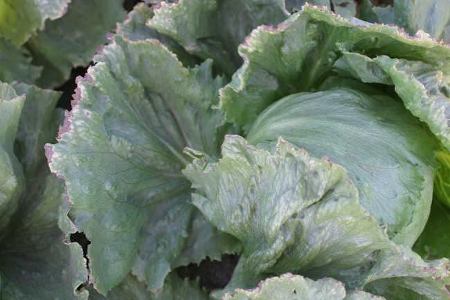 Salt affects irrigation equipment and can damage crops, as this photo of lettuce shows.  Photo courtesy of Michael Cahn