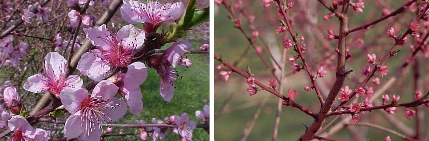 Figure 3. Showy (left) peach varieties generally bloom sooner than non-showy (right) types. (Photo credits: Bill Shane)