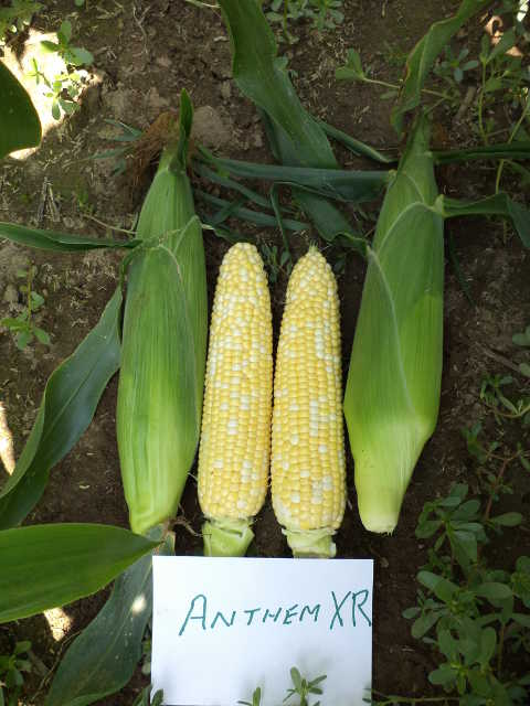 9 Must Have Sweet Corn Varieties Growing Produce