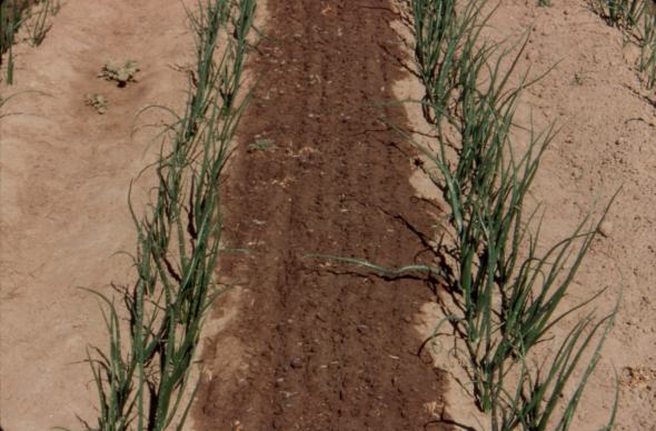 Drip irrigation can be managed to precisely match an onion crop's water needs. Photo credit: Clint Shock