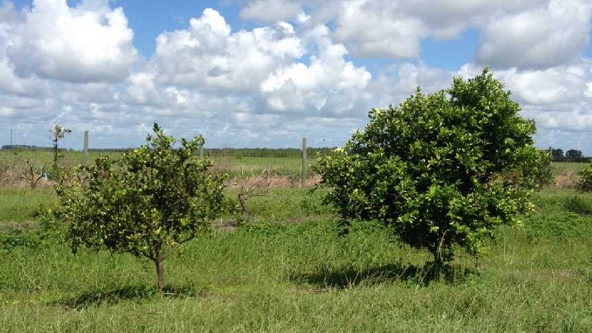 Transgenic trees (right) have performed well vs. non-transgenic trees in Southern Gardens Citrus field trials. Photo courtesy of Southern Gardens