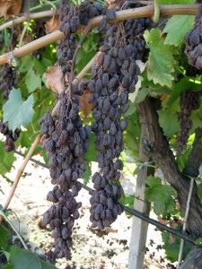 Sunpreme is the first raisin grape that dries naturally on the vine.