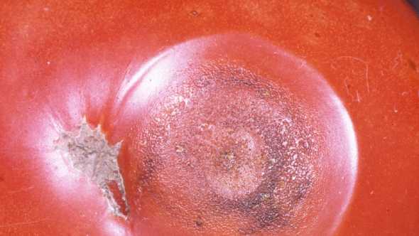 anthracnose of tomato; diseases of tomato; crop protection