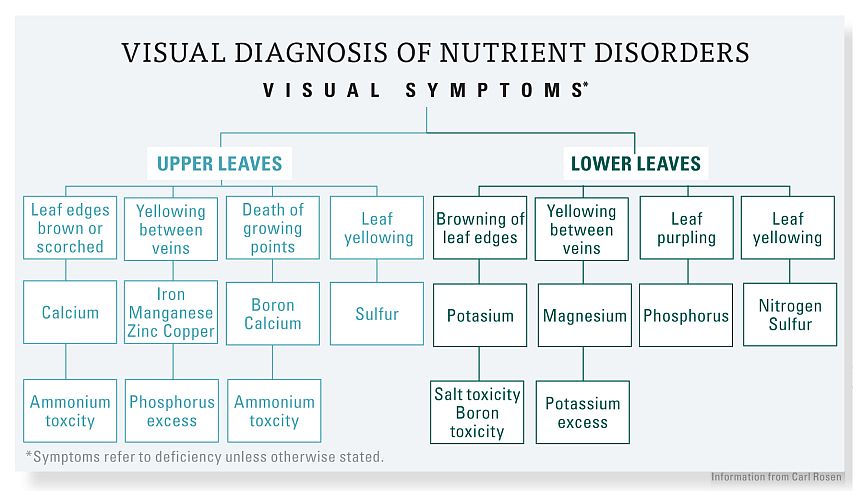 symptoms of nutrient disorders