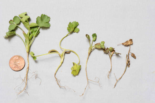 Cilantro, grown in California for years without any soilborne diseases, has recently been afflicted by Fusarium wilt and Rhizoctonia crown and root rot, as pictured here.  Photo credit: Steve Koike