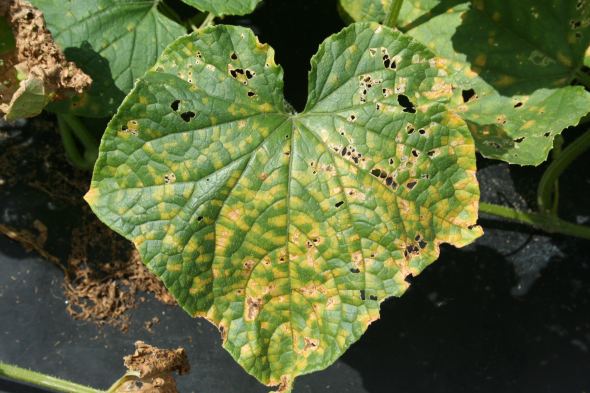 Cucumber leaves often show a characteristic “checkerboard” pattern with downy mildew. Photos credit: Anthony Keinath