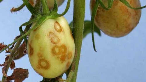 New Virus Detected In South Florida Tomatoes - Growing Produce