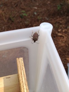 The brown marmorated stink bug is a problem in apples, tomatoes and other crops in the north. It has recently moved into Georgia. Photo credit: Brian Little, University of Georgia