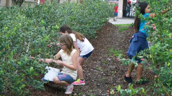 U-pick operation at Tom West Blueberries