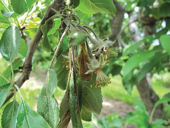 Streptomycin should only be applied a maximum of three or four times a year at bloom, says Sundin. If the number of applications is limited and streptomycin is only applied during bloom to treat blossom blight. (Photo credit: George Sundin)