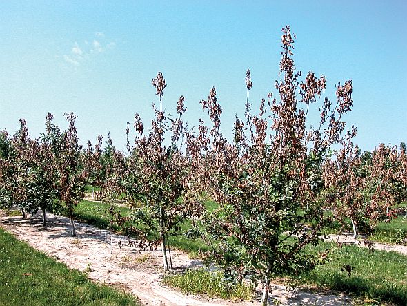 Fire blight, here shown on an orchard in Michigan, can spread quite quickly when ooze cells are present. (Photo credit: George Sundin)