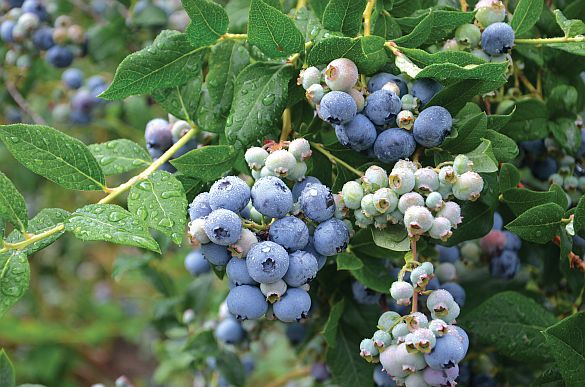 Only most recently fully expanded and healthy leaves, such as those on the left side of ripening blueberries, should be selected for tissue sampling. (Photo credit: Gary Gao)