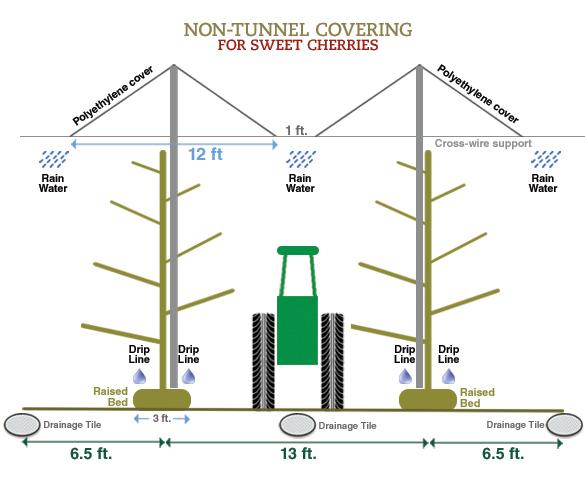 non tunneling covering for sweet cherries chart