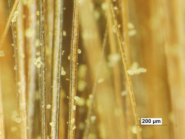 Figure 1: Pollen grains suspended on the hairs of a painters brush. Apple producers rely on pollinating insects to transfer pollen to the stigmatic surface of blossoms. (Photo courtesy of Tom Kon, Penn State University) 