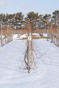 The snow cover on these Vinifera vines is less than 1 foot deep, so very few buds are protected from the cold. Photo: Duke Elsner
