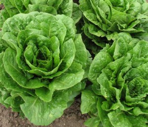 A Romaine lettuce line that is resistant to dieback caused by soilborne viruses. Photo by Jose Orozco.