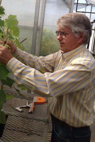 Gary Ballard, retiring operations manager, tending grapevines at the Clean Plant Center Northwest in Prosser. (Photo Credit: Debbie Woodbury, Washington State University)