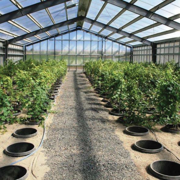 Washington State University Clean Plant Center Northwest Grape Program's screenhouse with plants. (Photo credit: Washington State University)