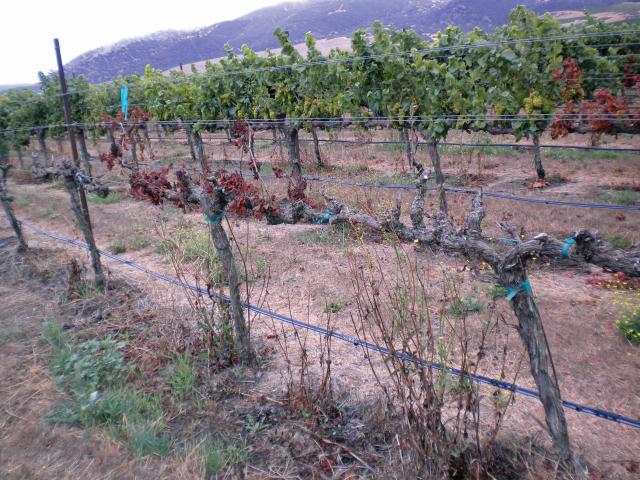 This Chardonnay vine shows the apoplectic stage of Esca. Note the sudden death of vines surrounded by healthy looking vines. (Photo credit: Judit Monis)