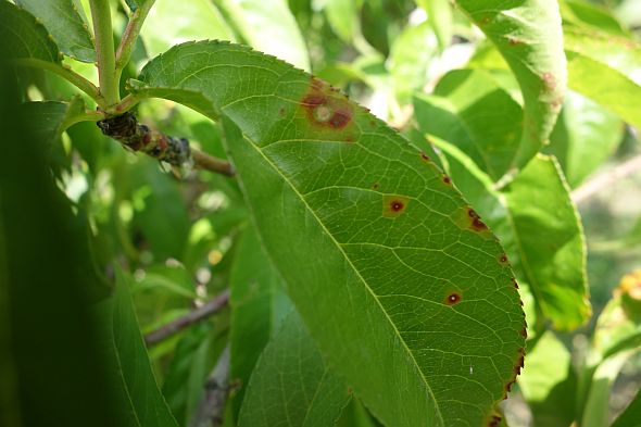  Bacterial spot is shown in a research plot at the University of California-Davis orcahrd. Adaskaveg says the disease has been found on commecial cherry and almond trees in the state but not peach trees yet.  (Photo credit: J. E. Adaskaveg)