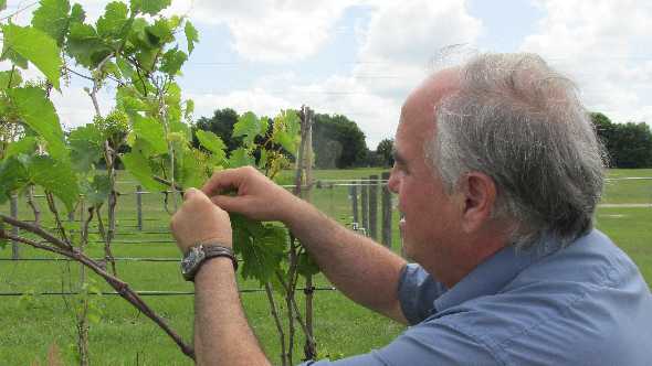 UF/IFAS developmental biologist Dennis Gray looks at the progress of grapevines in a vineyard.