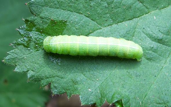 Green Fruitworm Numbers High In Pennsylvania Growing Produce