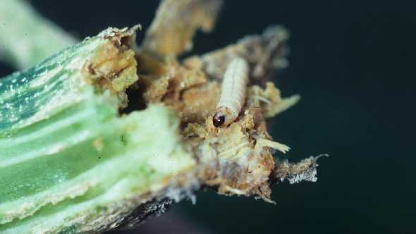 squash vine borer larvae