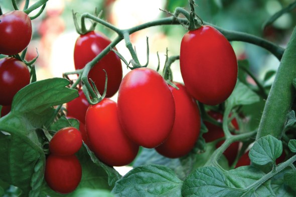 Amai, a grape tomato variety from Sakata Seed America, will be offered as both GSPP and non-GSPP, dependent upon customer preference. Photo credit: Sakata Seed America