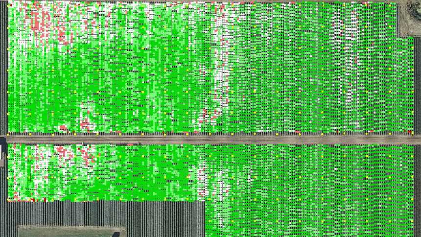 infrared image showing the difference between using crop termination fumigation in the field and not