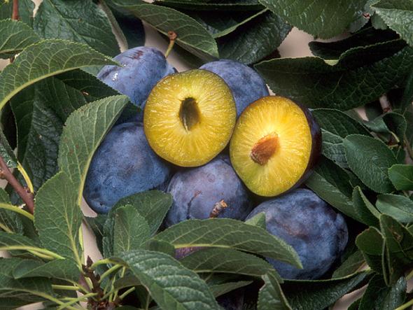 Scientists at the Agricultural Research Service Appalachian Fruit Research Station in Kearneysville, WV have found that some yeasts naturally found on plum surfaces may be useful for protecting stone fruits against brown rot. (Photo credit: Scott Bauer, ARS)