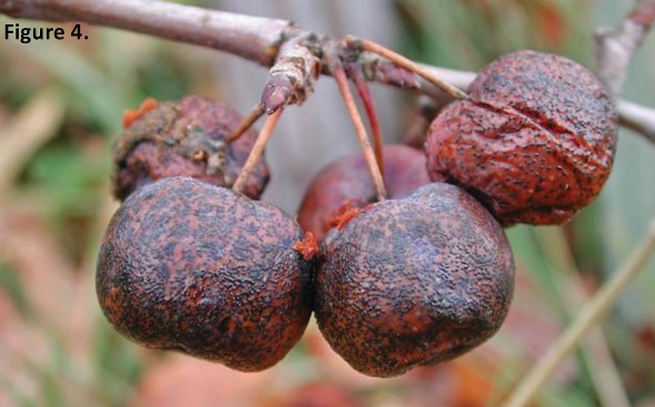 Fungal fruiting bodies (Fig. 4) are seen on Manchurian crab apple fruit. (Photo used with permission from C.L. Xiao, USDA-ARS, Parlier, CA)
