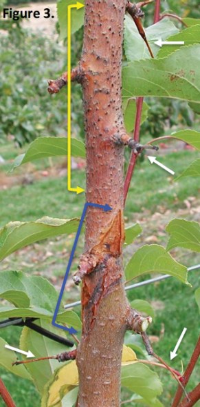 Manchurian crabapple trees (Fig. 3) showing signs of twig dieback (white arrows), canker (between blue arrows) and black fruiting bodies (between yellow arrows).  (Photos used with permission from C.L. Xiao, USDA-ARS, Parlier, CA)